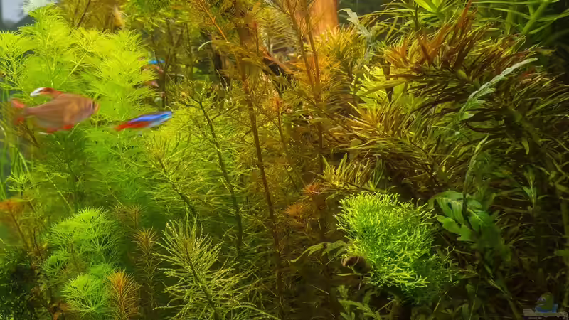 Indian Summer 30.10.15 von Betta Chris (29)