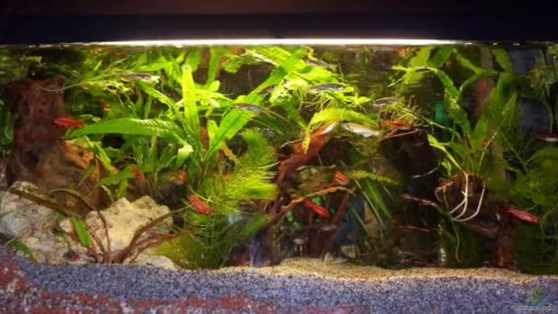 Indien / Sri Lanka - Aquarium