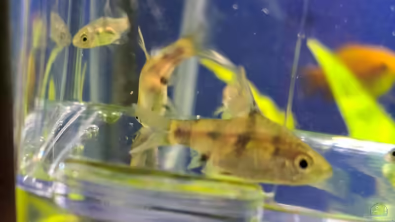 Indische Fleckenbarbe von ernst11 (35)