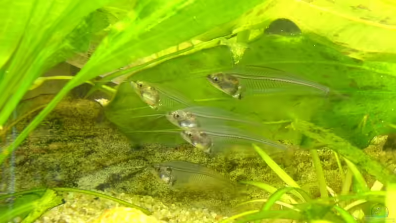 Indische Glaswelse von Stefan R. (7)