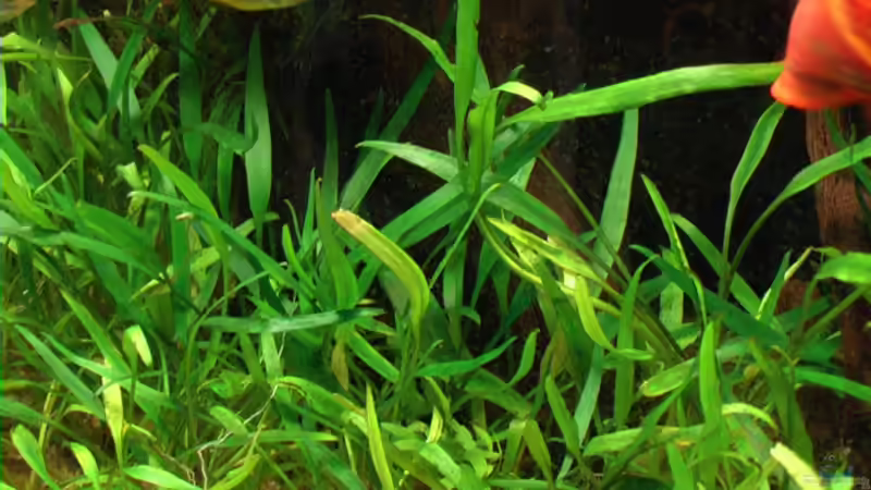 Indischen Wasserfreund (Hygrophila polysperma) von Andrea Wiegard (5)
