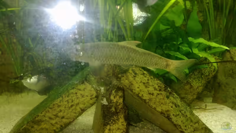 Indischer Algenfresser von Fischer vom Bodensee (2)