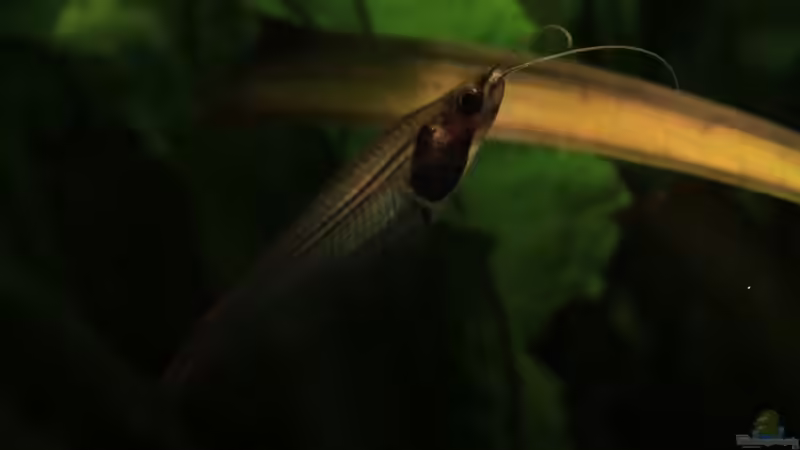 Indischer Glaswels von Marcel Stübs (10)