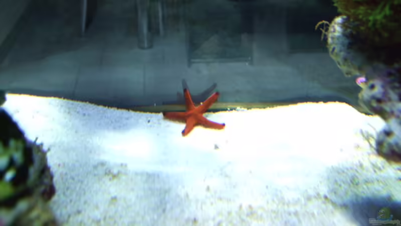 indischer Seestern von Salzeritis (26)