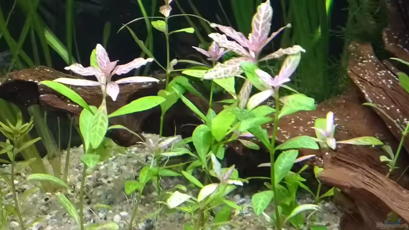 Indischer Wasserfreund, Hygrophila polysperma von Stephy (18)