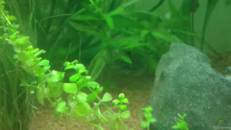 Indischer Wasserfreund im Hintergrund von Reinhold Berk (7)