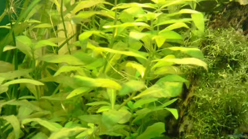 Indischer Wasserfreund (nicht mehr im Becken) von Andy_daHousecat (16)