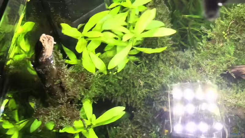 indischer Wasserfreund von Ayahuasca (91)