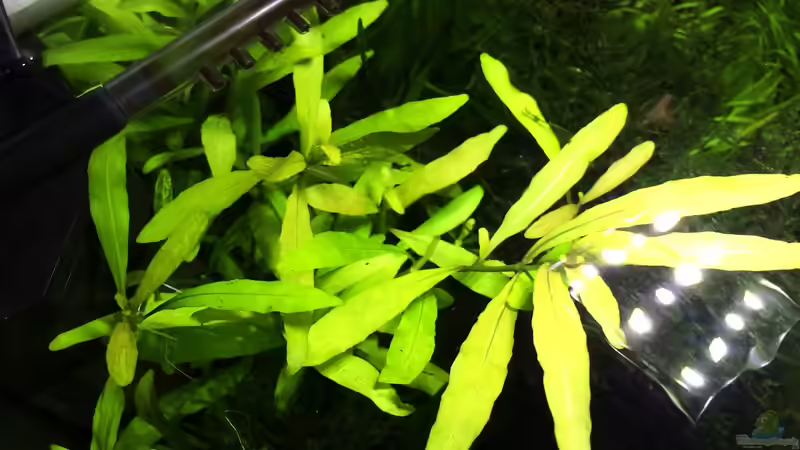 indischer Wasserfreund von Ayahuasca (99)