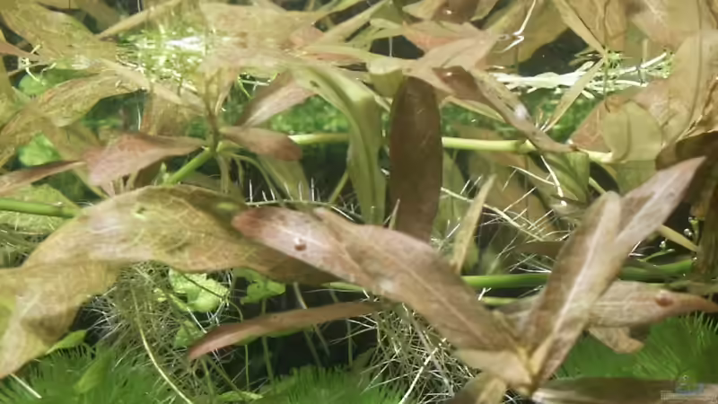 Indischer Wasserfreund von Dschinn (27)