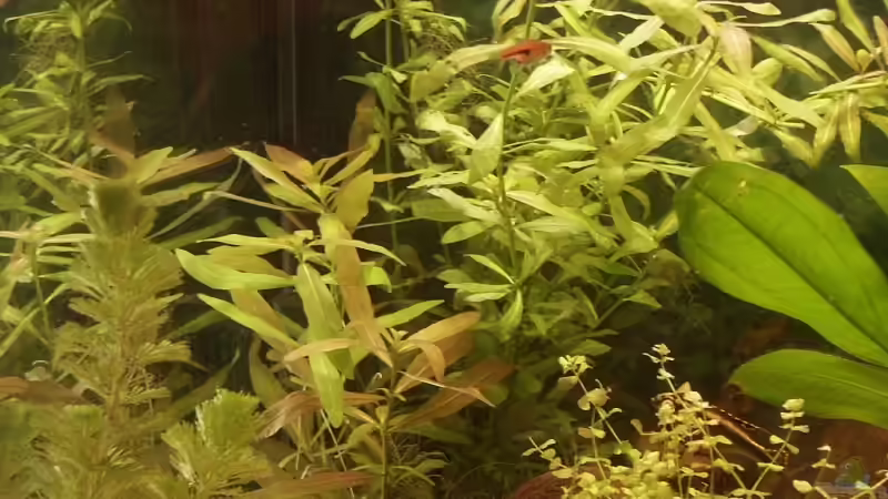 Indischer Wasserfreund von Sauerlandmicha (8)