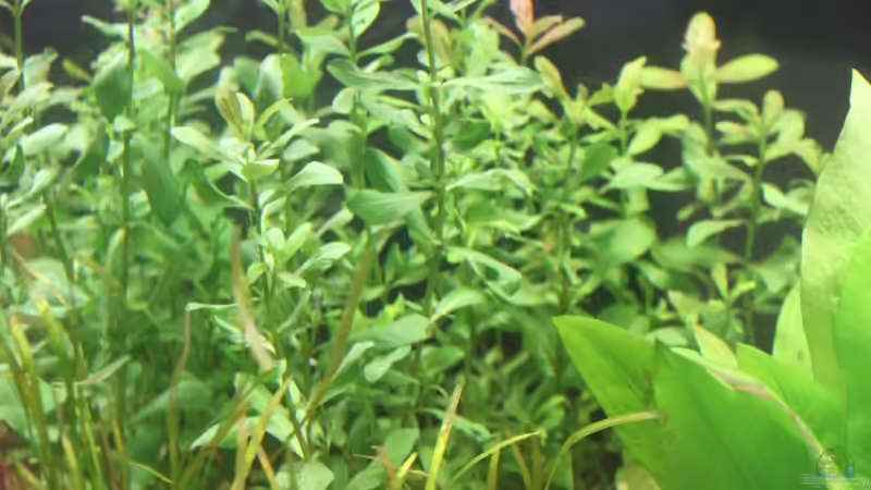 Indischer Wasserfreund von urml87 (10)