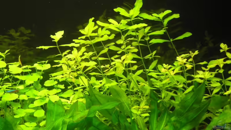 Indischer Wasserfreund von urml87 (3)