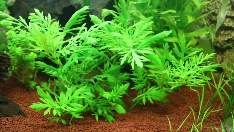 Indischer Wasserstern - Hygrophila difformis von AkGuru (10)