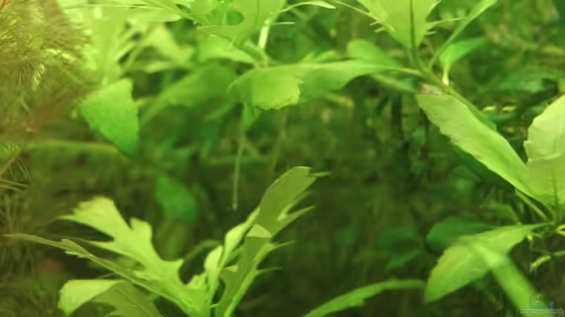 Indischer Wasserstern ( Hygrophila difformis,submers ) von Heiko Oeding (6)