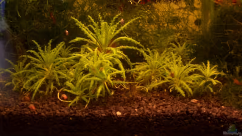 Indischer Wasserstern Bodendecker von Thomas Zips (10)