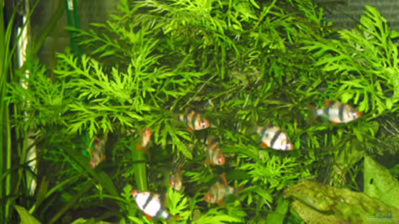 Indischer Wasserstern von André Thiel (5)