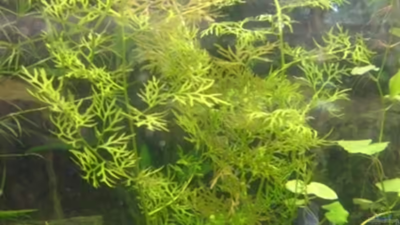 Indischer Wasserstern von DanBri (12)