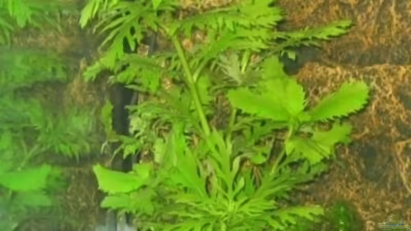 Indischer Wasserstern von Michael Kamrath (5)