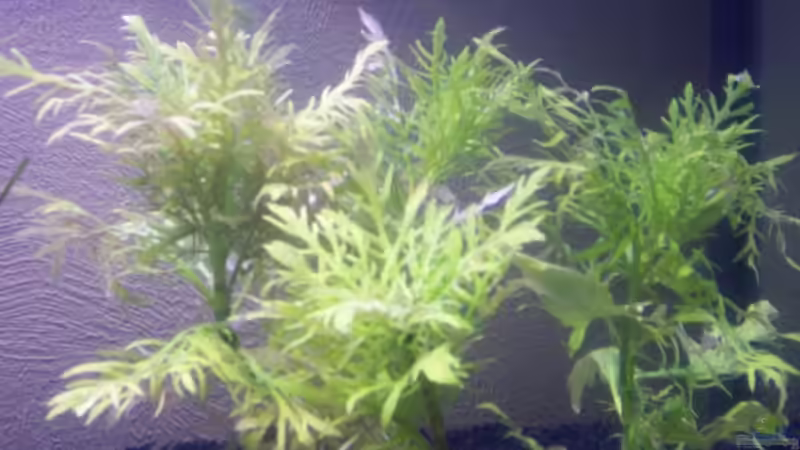 Indischer Wasserstern von Olaf E. (5)