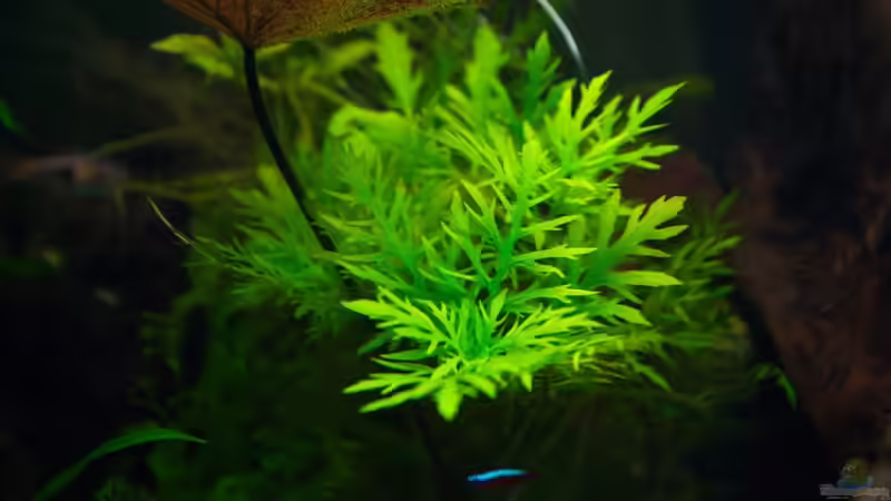 Indischer Wasserstern von Sarah (14)