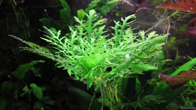 Indischer Wasserstern von Sarah (20)