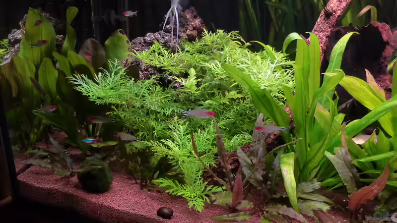 Indischer Wasserwedel - Hygrophila difformis von Dieter (16)