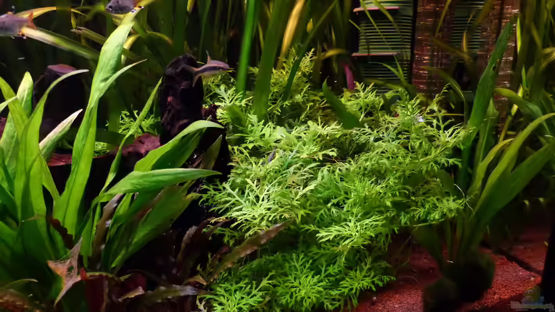 Indischer Wasserwedel - Hygrophila difformis von Dieter (20)