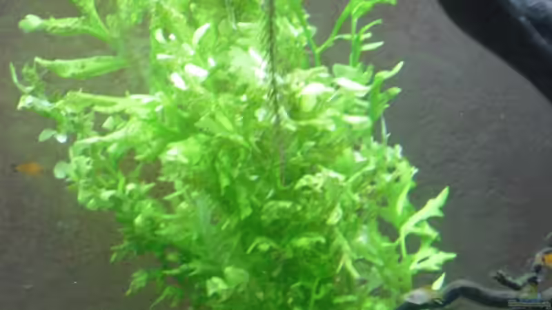 indischer Wasserwedel  von Fireman (12)