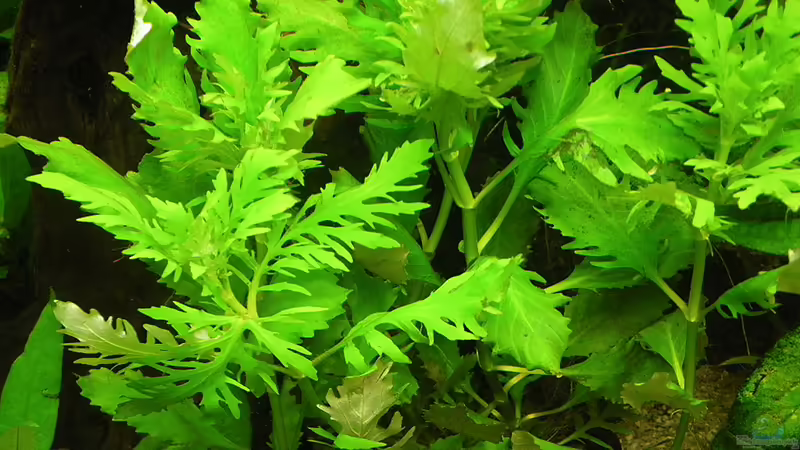 Indischer Wasserwedel 18.12.2011 von Bazzi (37)