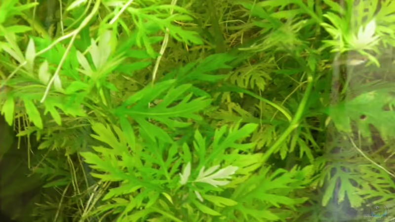 Indischer wasserwedel von Bazzi (23)