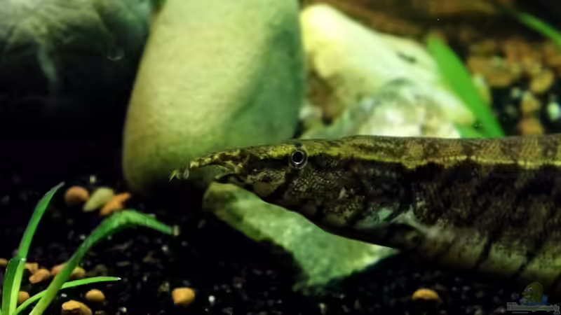 Indischer Zwergstachelaal, Macrognathus pancalus von snooze (52)