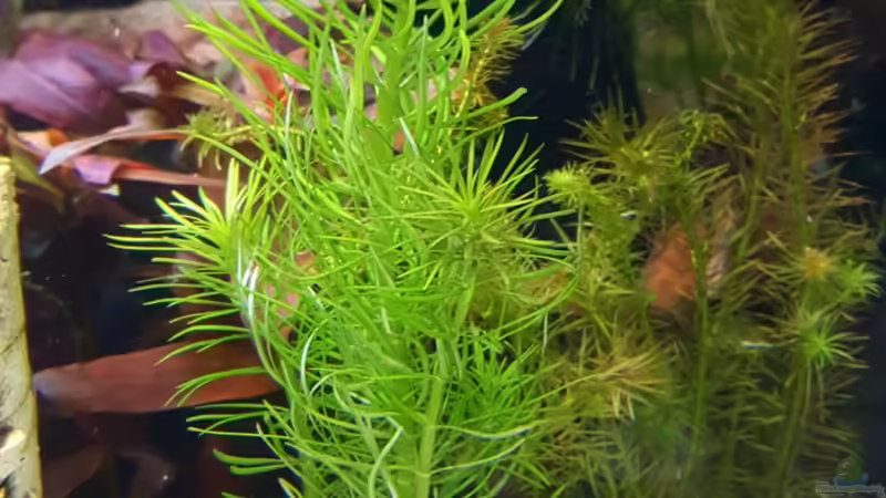 Malva moschata im Aquarium pflanzen (Einrichtungsbeispiele mit Sternkraut)