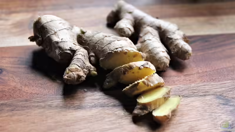 Ingwer im Winter: Scharf, wärmend und aus dem eigenen Garten