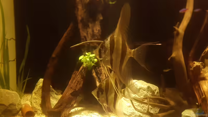 Inirida Altum ca 1 1/2 Jahre alt .. aus der Zucht von Simon Forkel  von Kevin Fruhen (11)