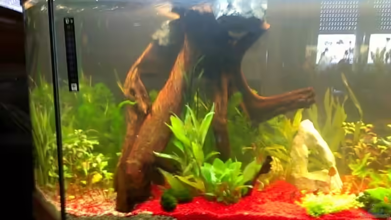 Initialeinrichtung von EvilChicken (3)