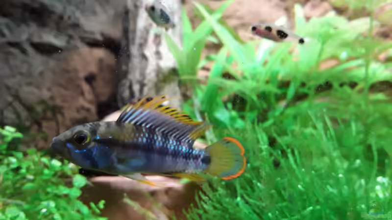 Inka mit seinem Kamm  von Bessey (22)