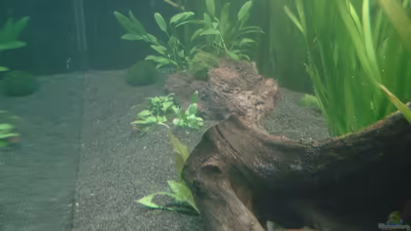 Innenansicht 12.11.09 von Picard (2)