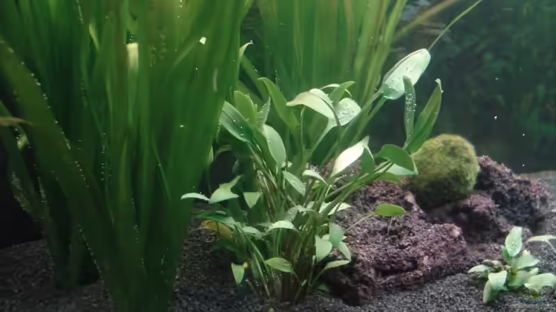 Innenansicht 12.11.09 von Picard (5)