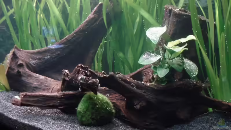 Innenansicht 12.11.09 von Picard (7)