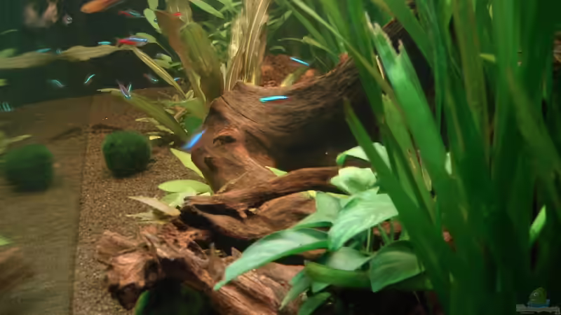 Innenansicht 14.12.09 von Picard (4)