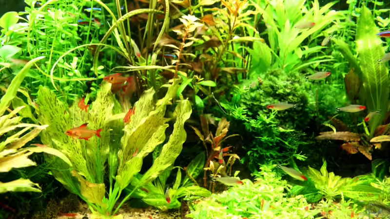 Innenansicht 2 von Aquarienexperts (4)