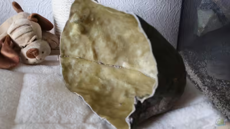 Innenansicht durchgeschnitten von Cruiser Bruno (58)