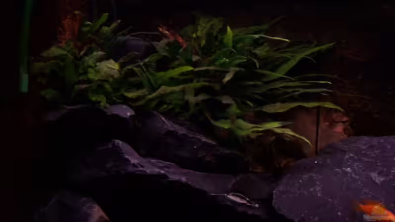 Innenfilter + Umwelzpumpe versteckt zwischen den Pflanzen re. von Michael Boeck (16)