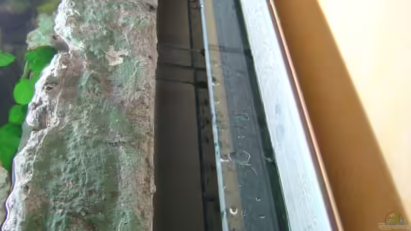 Innenfilter, durch eine Glasscheibe vom Becken getrennt. Darauf klebt die Rückwand von Dennis Kremer (9)