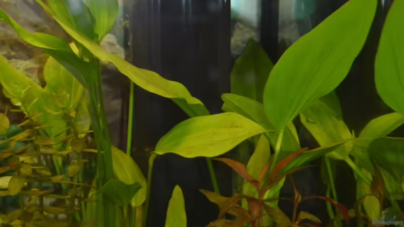 Innenfilter: Tetra IN 1000 von Lilobär (17)