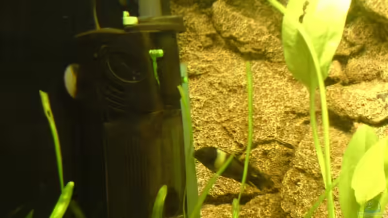 Innenfilter als Schnellfilter/ Schaumstoffpatrone vor AF  von Ralf Heinrich (7)