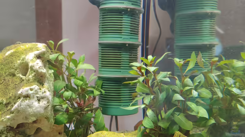 Innenfilter EHEIM von Juno (16)