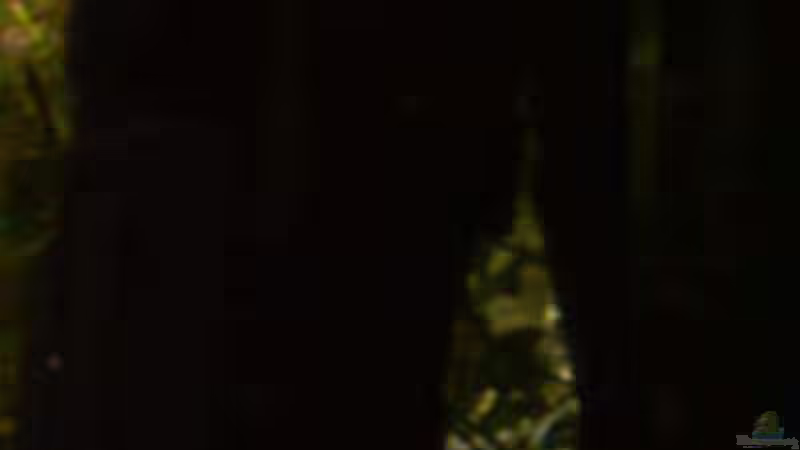 Innenfilter Fluval 3plus von Daniela Daum (16)