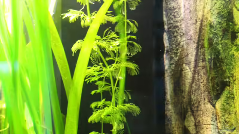 Innenfilter Juwel von JessiKa265 (12)